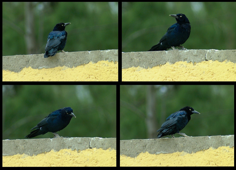 (03) fine feathered friend montage (day 3).jpg   (1000x720)   281 Kb                                    Click to display next picture